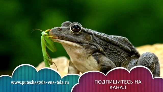 СОННИК - К чему снятся ЛЯГУШКИ?
