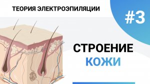 Урок №3 Строение кожи. Полное обучение электроэпиляции. 80+ уроков. Электроэпиляция