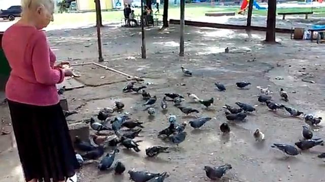 Женщина кормит голубей смотреть онлайн