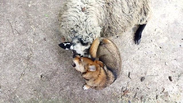 Баран Бяша-Сокрушитель возраст шесть месяцев или вставай овца иди пастись нефиг расслабляться смотреть онлайн