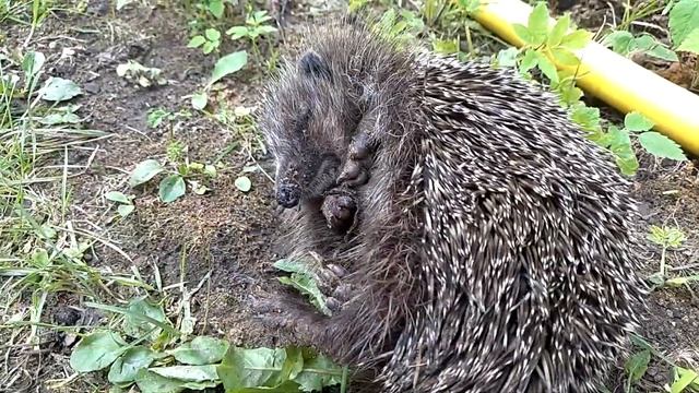 Сонный ёжик смотреть онлайн