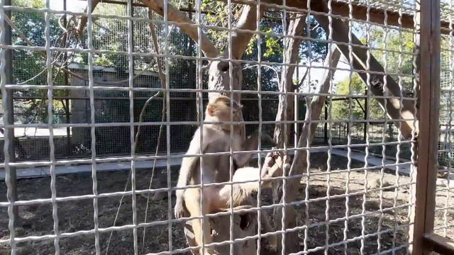СМЕХОТА! Люся ВЫДРАЛА ПЕРЬЯ ПАВЛИНА, чтоб СТАТЬ ИНДЕЙЦЕМ!