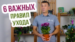 Хризантема комнатная - уход в домашних условиях зимой!