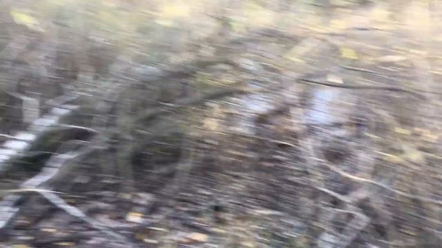 Грибы ошеломляющей красоты смотреть онлайн