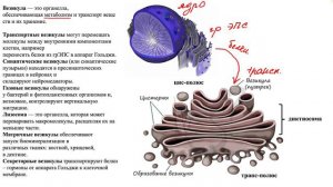 Комплекс Гольджи в формате ЕГЭ