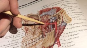3 9 Верхнечелюстная артерия