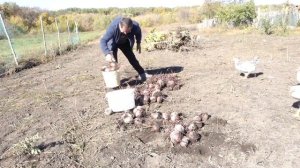 БОЛЬШОЙ УРОЖАЙ свеклы.Что со свеклой не так