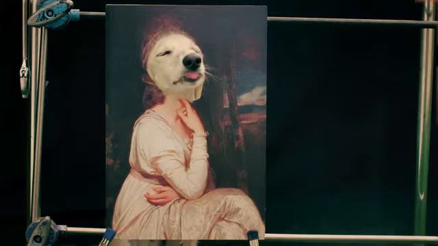 Собаки_видео смотреть онлайн