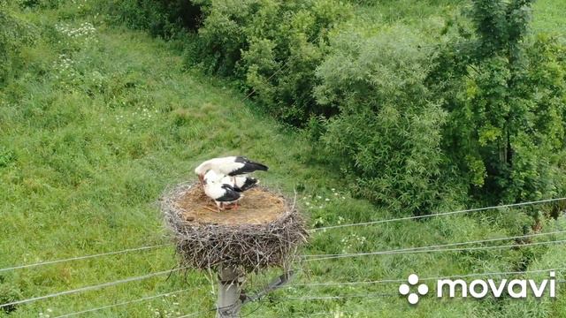 Лелека годує дитинчат в гнізді. Відео з дрона. смотреть онлайн