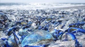 Facts: The By-the-Wind Sailor (Velella velella)