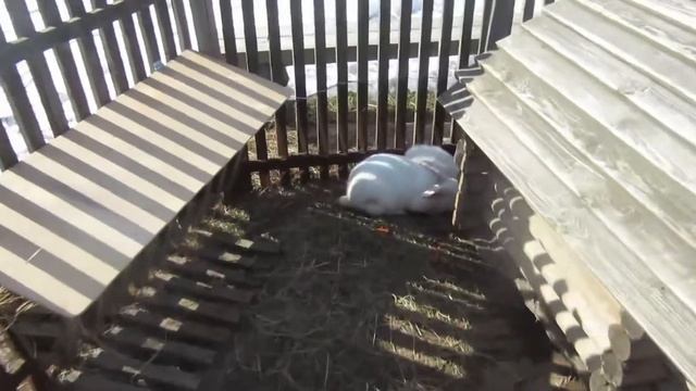 Контактный зоопарк Верблюд и лошадки Развлечение для детей Entertainment for children zoo смотреть онлайн