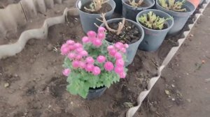 Хризантема мультифлора. Когда отправляем на зимовку в погреб? Я не тороплюсь и вам не советую!
