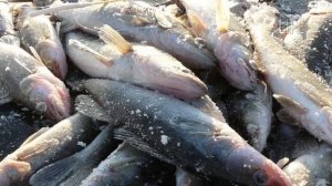 Как и на что ловить судака по первому льду?