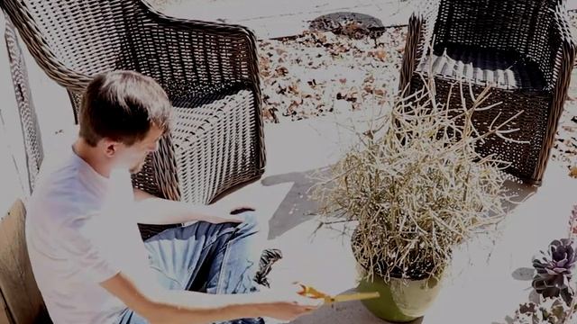 Saving Frozen Pencil Cactus "Fire Sticks" Succulent (Euphorbia Tirucalli, Plant of the Day 05-02-22 смотреть онлайн