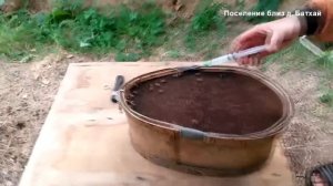 Про роение пчёл, как это было, часть I