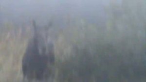 05.09.2021г. Лосиха пришла на гонную яму .