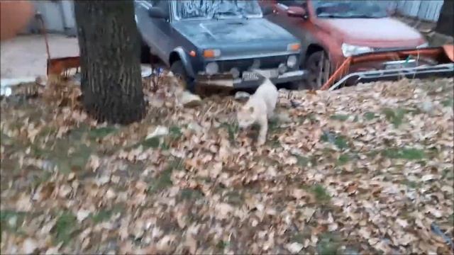 Тундра растет и развивается. смотреть онлайн