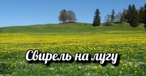Свирель на лугу