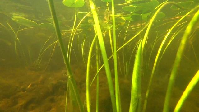 Часть 22 Улучшенный звук в боксе. Съемка под водой. Работа экспозиции. смотреть онлайн