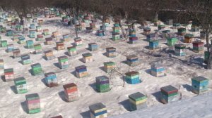 Пчелопакеты, пчеломатки на сезон 2026 года: бакфаст, карника,карпатка. т.89603022455