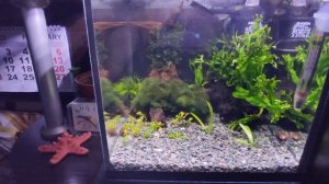 Гуппи в новом аквариуме