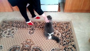 Кот в трусах