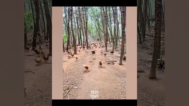 The Great Chicken Stampede: Witness the Spectacle of a Flock on the Move!