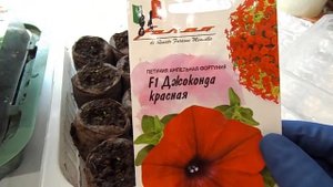 ОБЗОР ВСХОДОВ ПЕТУНИИ АМПЕЛЬНОЙ ДЖОКОНДА F1.ДЕВЯТЬ ДНЕЙ С МОМЕНТА ПОСЕВА. РАЗНИЦА МЕЖДУ ПОСЕВАМИ.