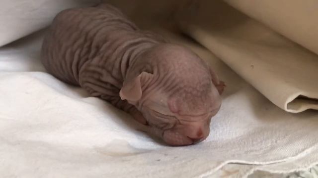 Самый маленький Сфинкс?Новорожденный котёнок ? смотреть онлайн