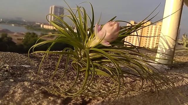 Tillandsia Cotton Candy смотреть онлайн
