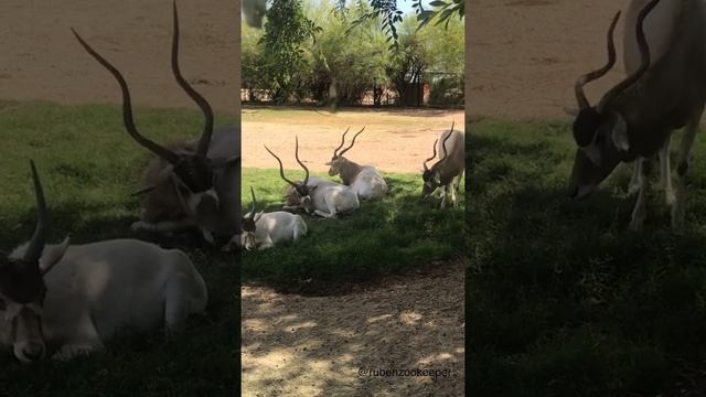 addax family enjoying the day #myanimalkeeperlife #animals #addax #zooanimals #zoo #addaxlovers