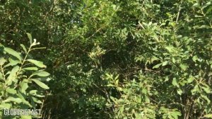 ВЫНОС ГРАНИЦ ЗЕМЕЛЬНОГО УЧАСТКА В НАТУРУ. ЗАСТУП ЗАБОРА
