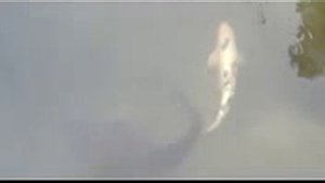 Смотреть Ловля Рыбы Руками В Болоте - Ловля Рыбы Руками Видео