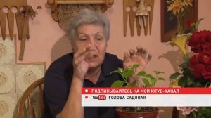 Голова садовая   Уход за крупнолистной гортензией