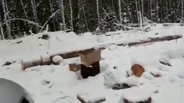 В Чунском районе задержали банду черных лесорубов смотреть онлайн