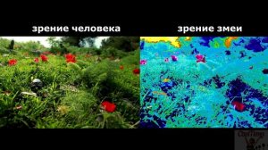 Как Животные Видят Мир