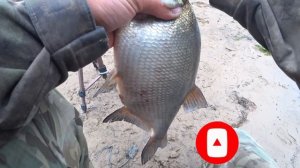 Только ЭТИМ и кормлю теперь. СОБРАЛ ВСЮ РЫБУ.