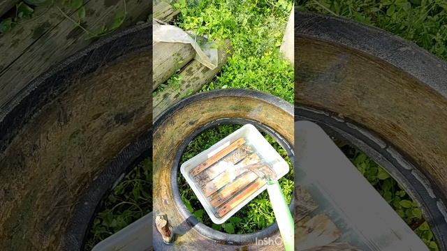 Солёная вода для пчёл