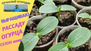 Выращиваю рассаду огурца для открытого грунта. Первая подкормка рассады.
