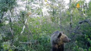 #медведь 🍯🐻 и #лось🦌Такую красоту можно увидеть только на лесном подиуме  в нац. парке Бакирия