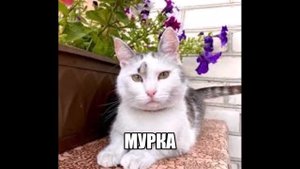 ‹А ну-ка Давай-ка???› |@anykadavaika| -Oksanka-
