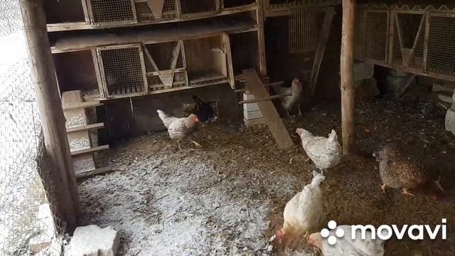 НАВЕС около Курятника.Удобно. смотреть онлайн