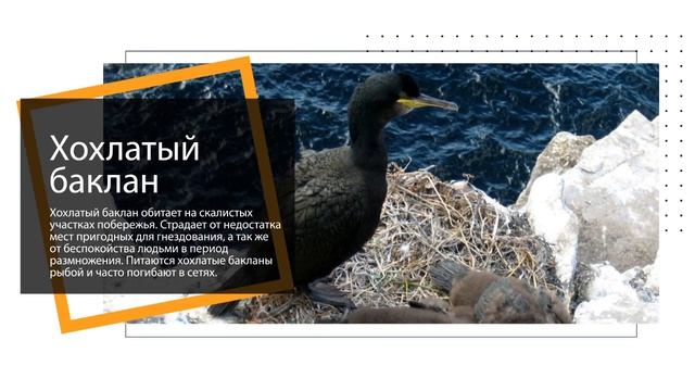 Социальный_ролик__Сохранение_биоразнообразия_.MP4