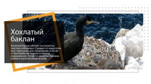 Социальный_ролик__Сохранение_биоразнообразия_.MP4