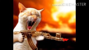 Котик стреляет из АK-47
