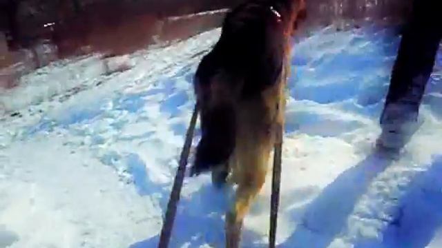 Уран катает Лену на санках.wmv смотреть онлайн