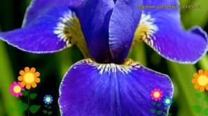 Ирис сибирский Силвер Ейдж. Краткий обзор, описание характеристик iris sibirica Silver Edge