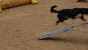 БОРДЕР КОЛЛИ - ВСЕ О ПОРОДЕ / Обзор породы от кинолога Григория Манева