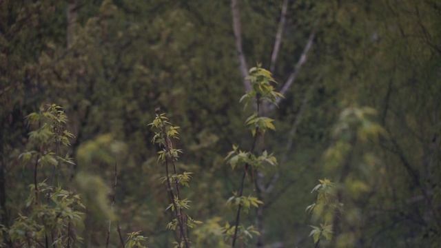 НЕДЕЛЯ ЧТЕНИЯ, день 1. "Заповедник" Довлатова, больное горло и много чая!