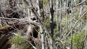Первая притравка щенка лайки по барсуку